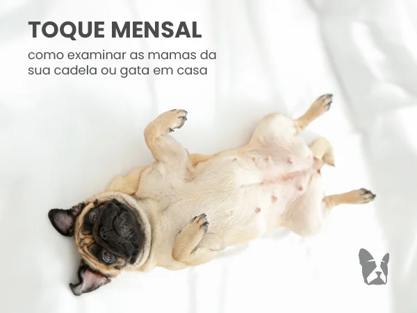 Toque mensal: como examinar as mamas da sua cadela ou gata em casa